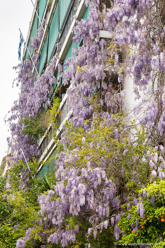 Wisteria on a Weekend in Athens