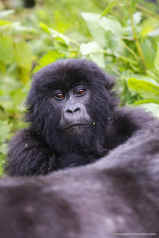 Baby Gorilla, Rwanda