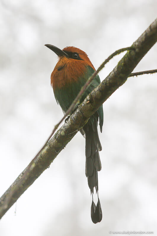 Bird in Mashpi Reserve in Ecuador
