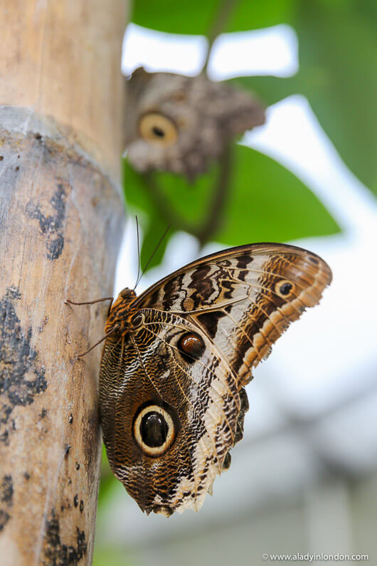 Butterfly at Mashpi Lodge in Ecuador