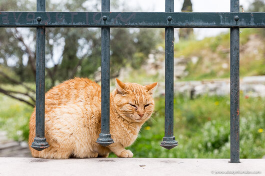 Cat in Athens