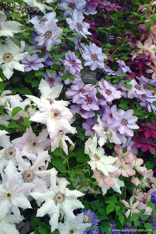 Bright flowers at the Chelsea Flower Show in London