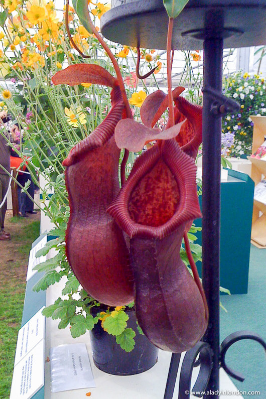 Pitcher plants at the Chelsea Flower Show in London
