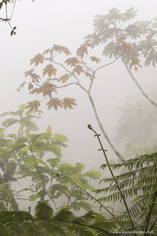 Cloud Forest at Mashpi Reserve, Ecuador