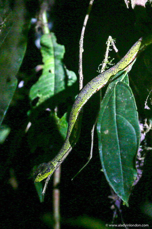 Eyelash Palm-Pitviper Snake in Mashpi Reserve in Ecuador