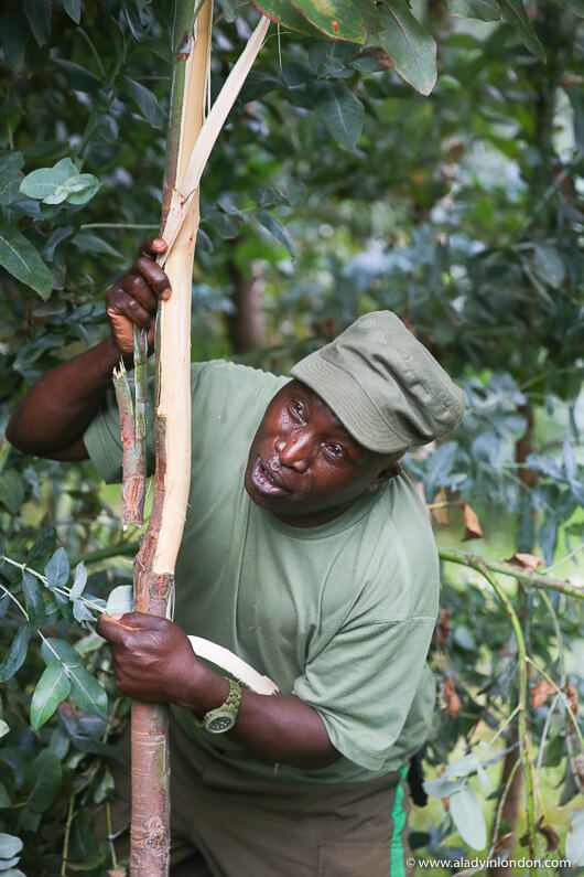 Gorilla Trekking in Rwanda Guide, Francois