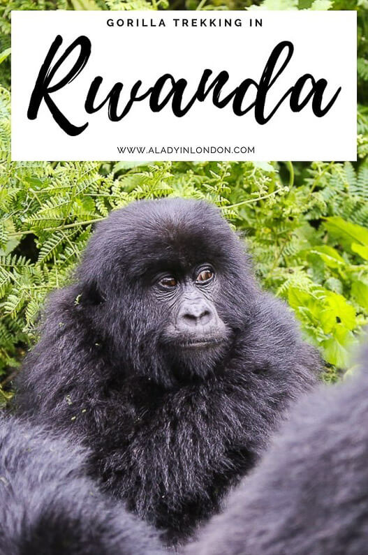 Gorilla Trekking in Rwanda
