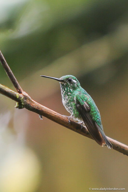 Hummingbird in Mashpi Reserve, Ecuador