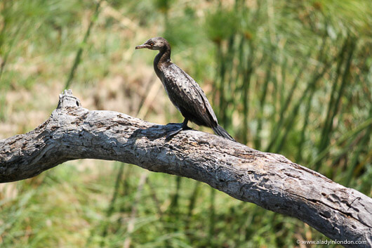 Bird on the Islands of Siankaba in Zambia