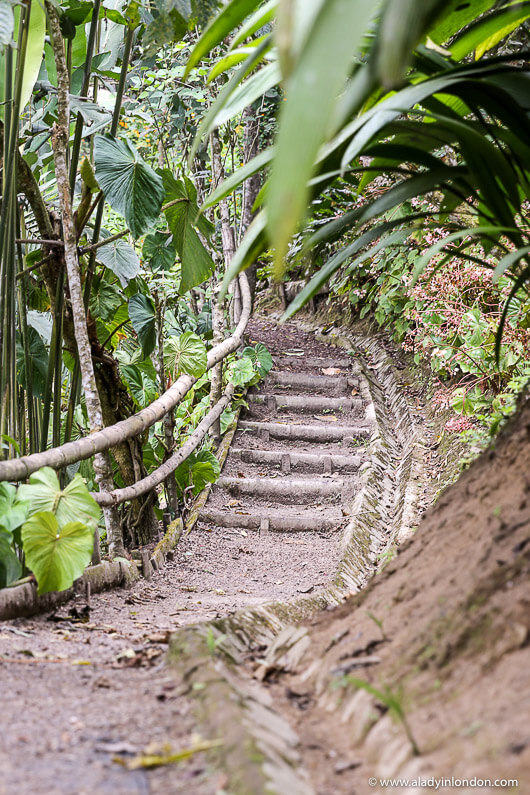 Trail in Mashpi Reserve in Ecuador