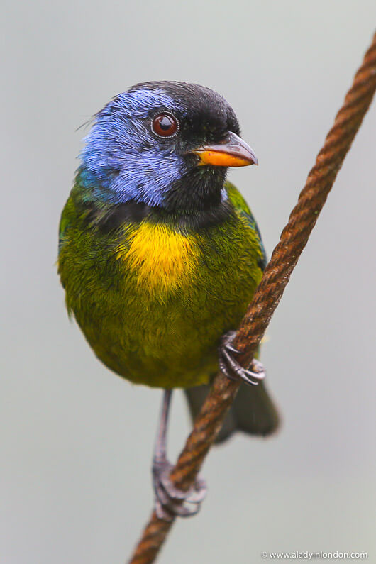 Moss-Backed Tanager at Mashpi Lodge in Ecuador