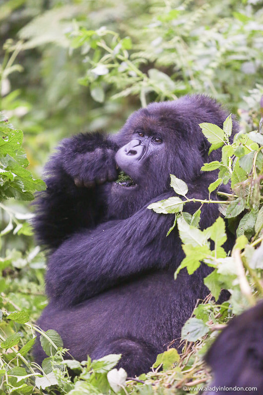 Gorilla, Rwanda