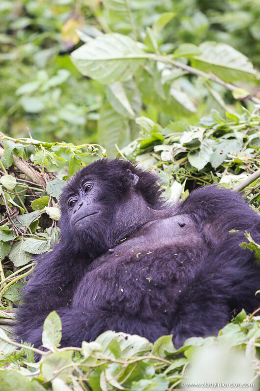 Mountain Gorilla, Rwanda