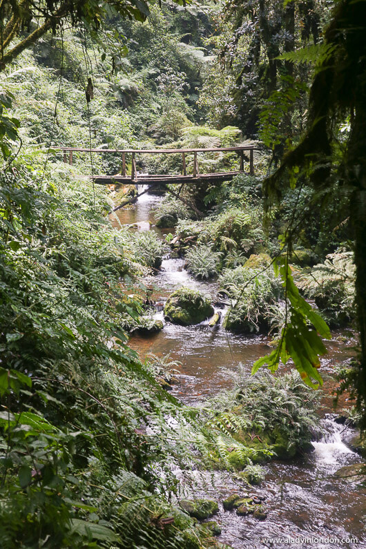 Nyungwe National Park, Rwanda