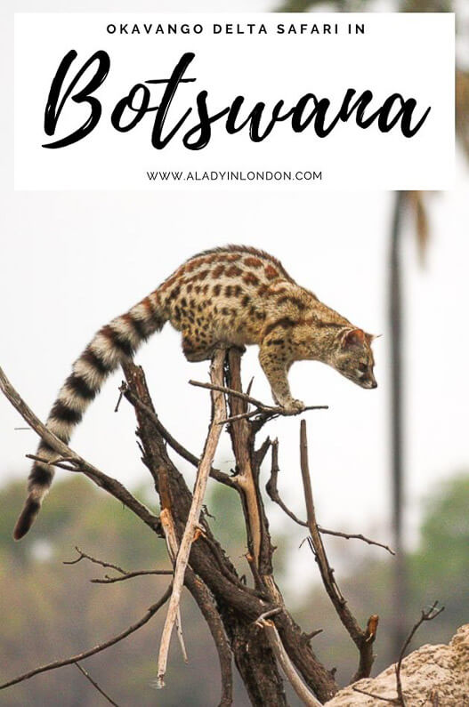 Okavango Delta Safari