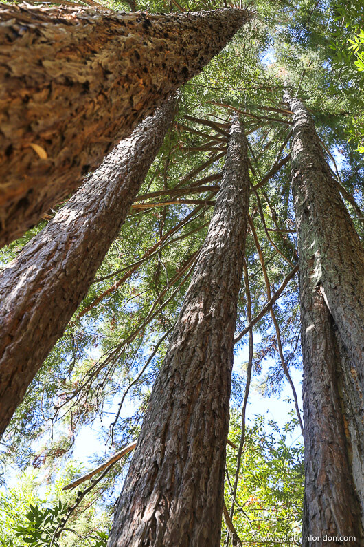 Redwood Trees in Sonoma County