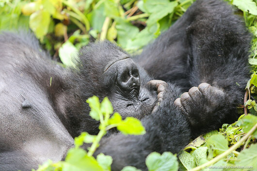 Gorilla, Rwanda