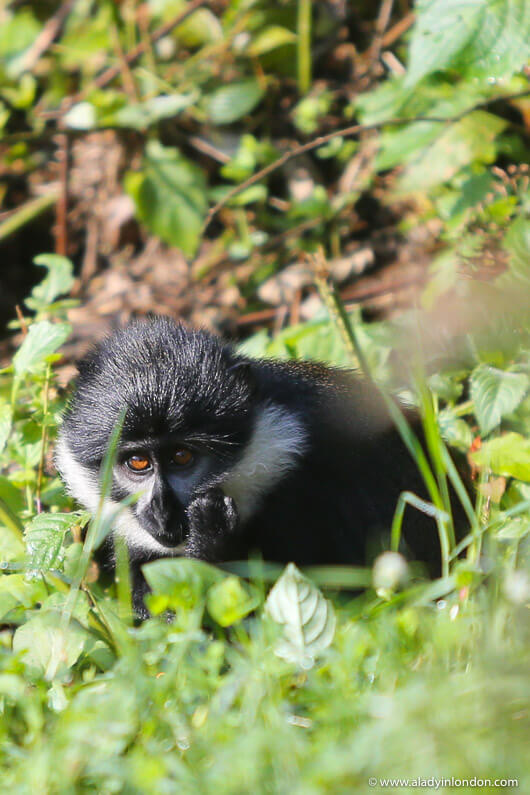 Monkeys in Rwanda