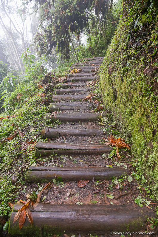 Trail in Nyungwe National Park, Rwanda