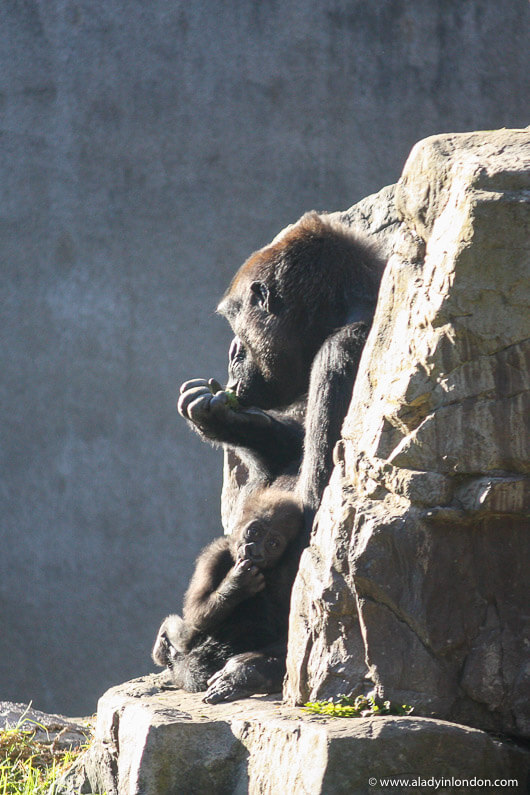 Baby Gorilla at the San Francisco Zoo