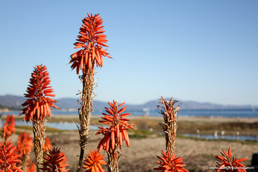Flowers by the Beach in Santa Barbara, California