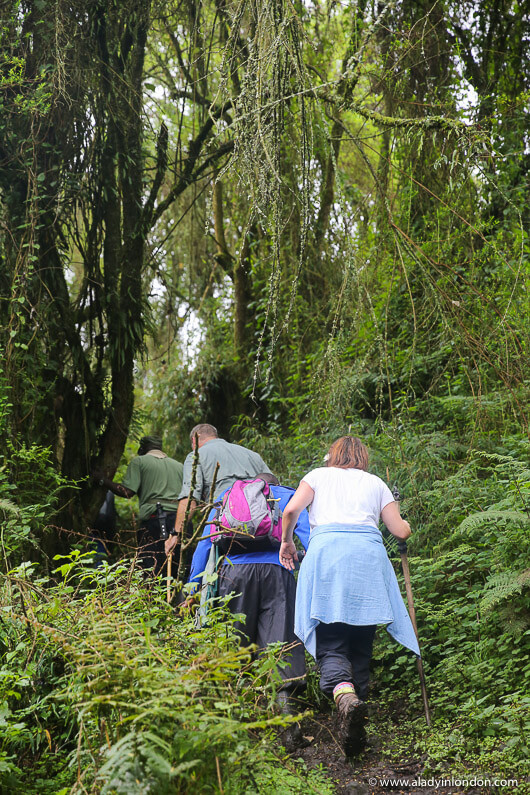 Gorilla Trekking in Rwanda