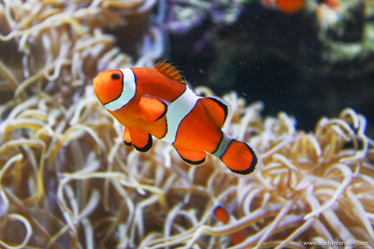 Clownfish at Vancouver Aquarium
