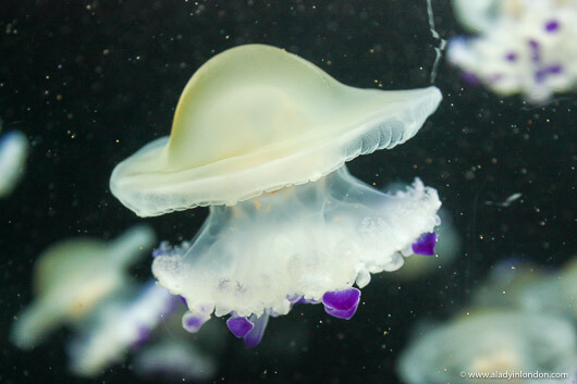 Jellyfish at Vancouver Aquarium