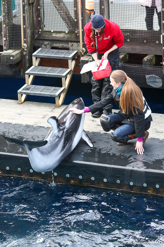 Dolphins at Vancouver Aquarium