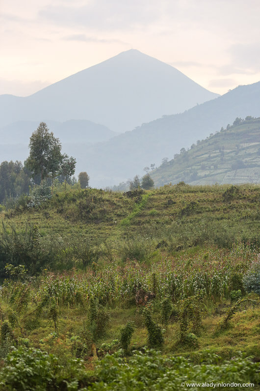 Volcanoes National Park, Rwanda