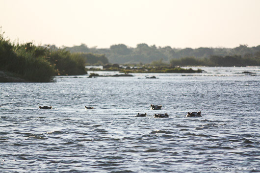 Hippos in the Zambezi River in Zambia