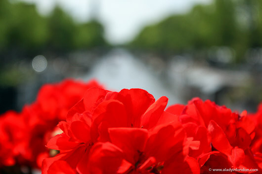 Red flowers on a bridge over a canal in Amsterdam, Holland