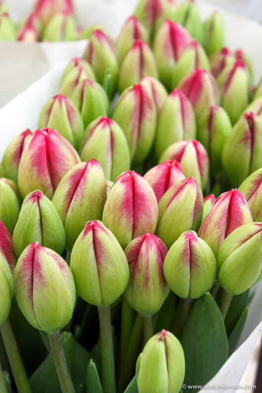 Tulips in Amsterdam