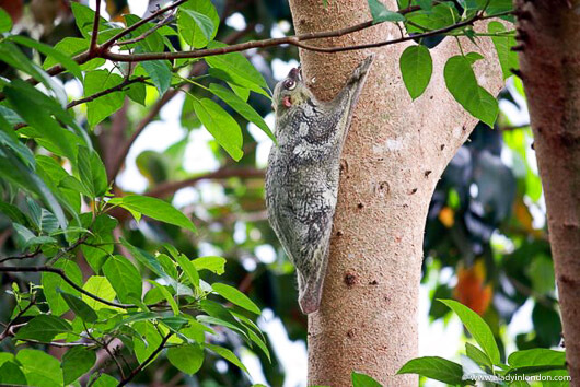 Flying lemur in Langkawi
