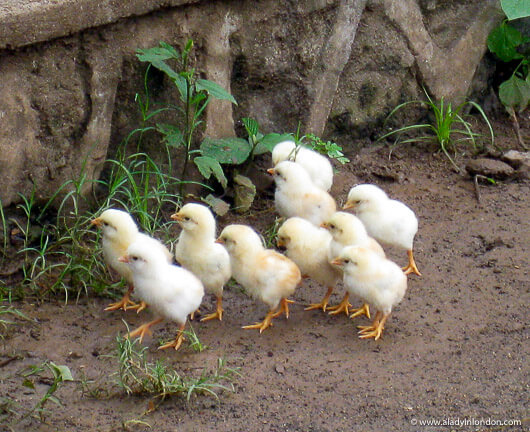 Baby chickens in Nosy Be, Madagascar