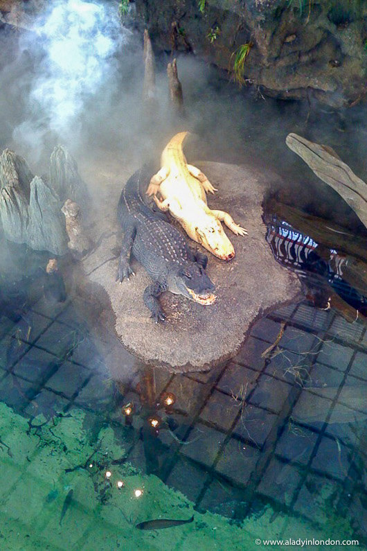 Alligators at the California Academy of Sciences in San Francisco