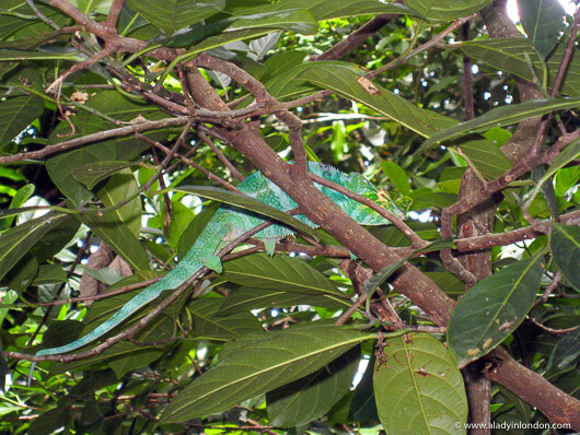 Green chameleon in Madagascar