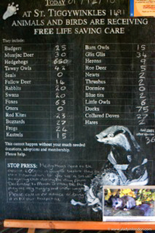 Chalkboard chart at Tiggywinkles Wildlife Hospital