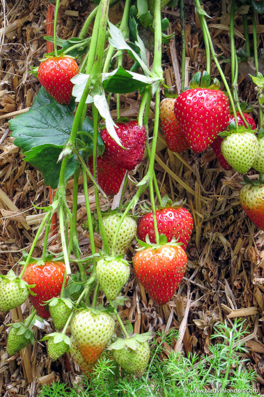 Strawberries in the Clarence House vegetable garden on The Mall in London