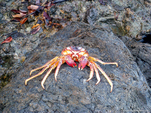 Crab skeleton on the beach in Madagascar