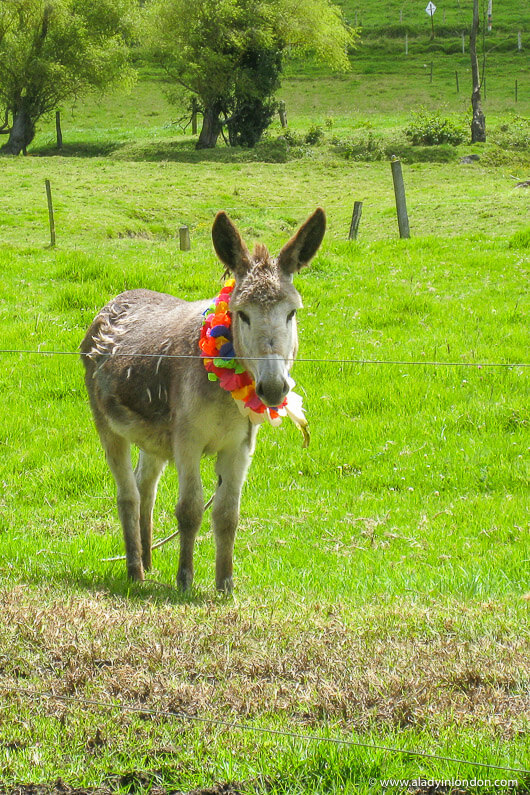 Donkey in a field for a Colombian wedding