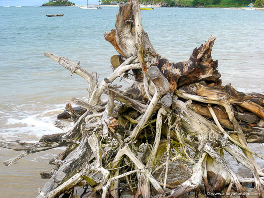 Driftwood on Andilana Beach in Nosy Be, Madagascar
