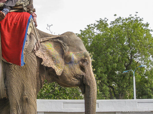 Elephant on the street in Delhi, India