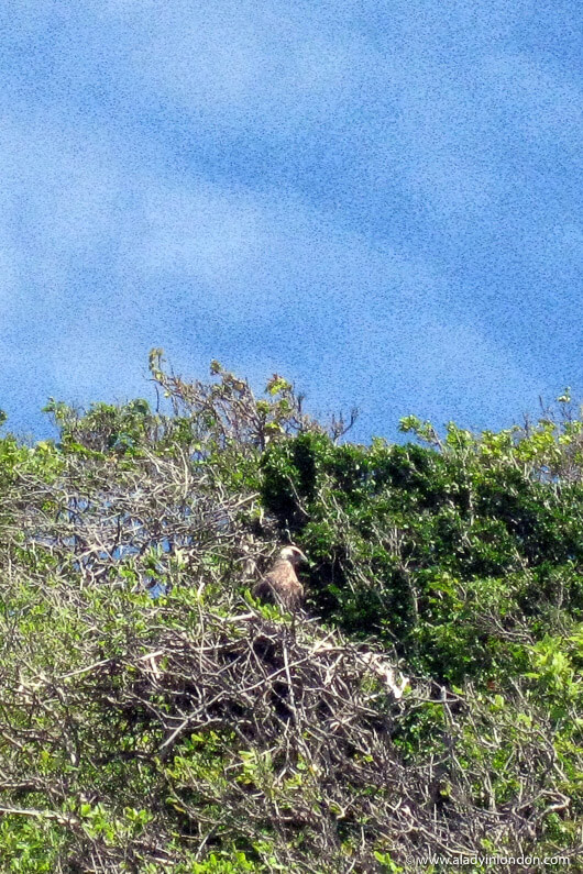 Endangered Fish Eagle off the coast of Tsarabanjina