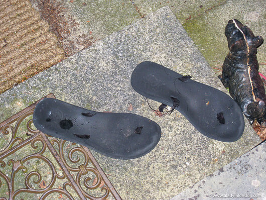 Fox Eaten Flip Flops