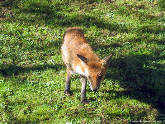 Fox in a garden in Hampstead, London