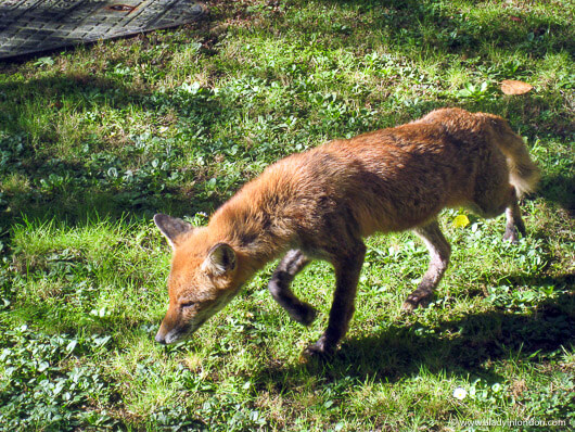 Fox in a back garden in London, England