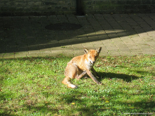 Fox in a garden in London