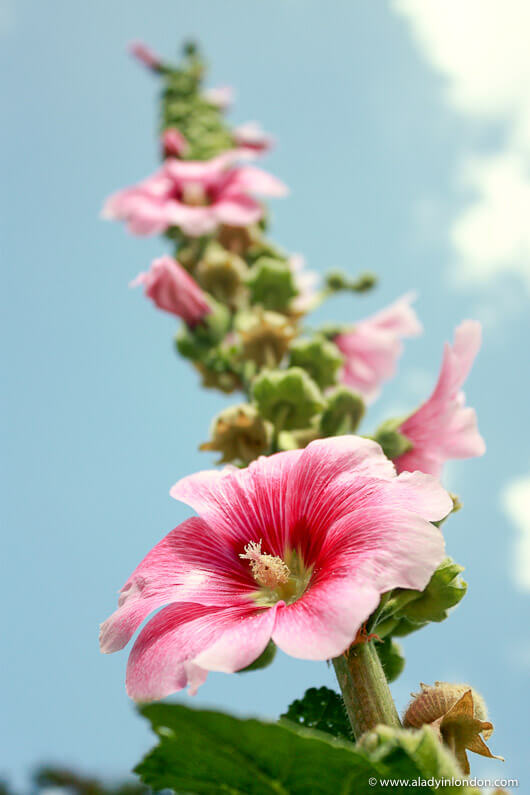 Hollyhocks in a garden near the Canal Saint-Martin in Paris