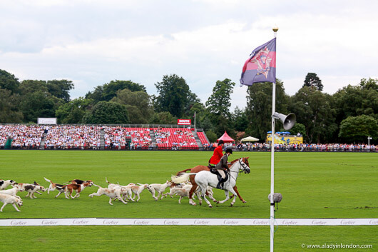 Hunt horses and hounds at the International Day Polo in England